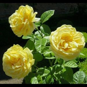 Meet your Posher, Hla hla win